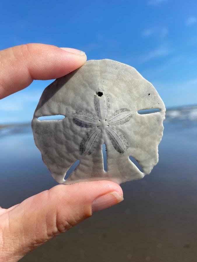 Uverito Sand Dollar B&B 拉斯塔布拉斯 外观 照片